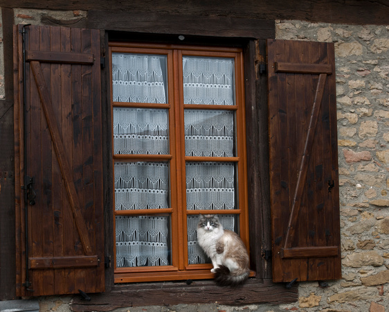 Cat in the Window