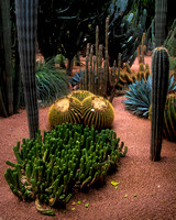 Cacti composition