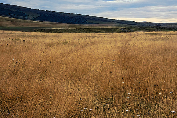 Patagonia Prairie