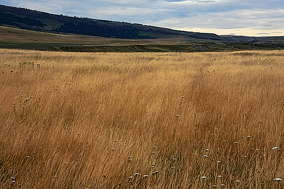Patagonia Prairie