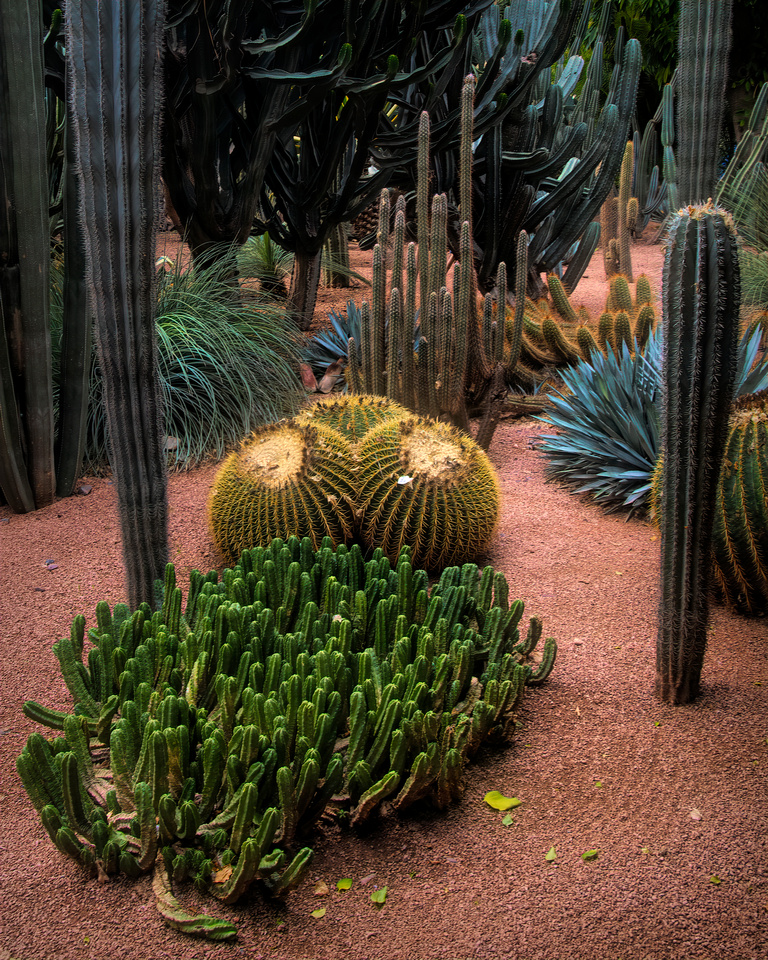 Cacti composition
