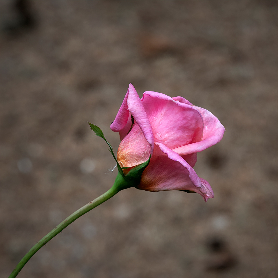 A rose