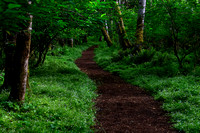 Rainforest trail